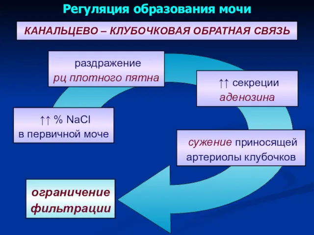 ↑↑ % NaCl в первичной моче раздражение рц плотного пятна