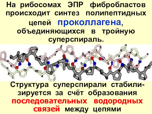 На рибосомах ЭПР фибробластов происходит синтез полипептидных цепей проколлагена, объединяющихся в тройную суперспираль.