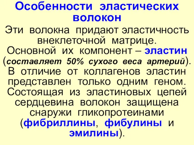 Особенности эластических волокон Эти волокна придают эластичность внеклеточной матрице. Основной их компонент –