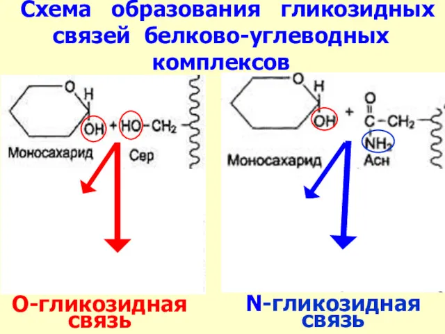Схема образования гликозидных связей белково-углеводных комплексов N-гликозидная связь О-гликозидная связь