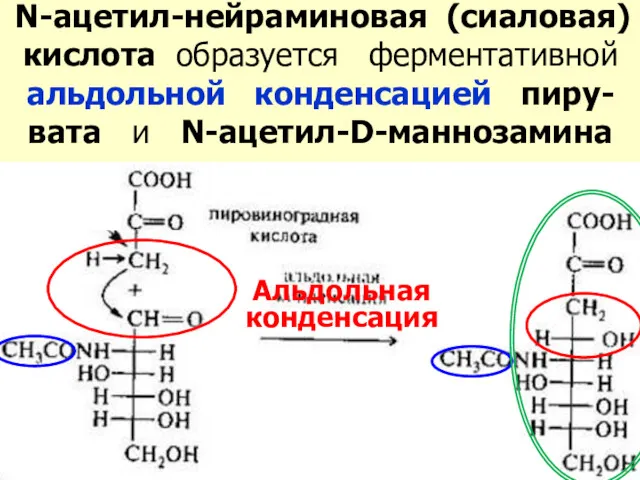 N-ацетил-нейраминовая (сиаловая) кислота образуется ферментативной альдольной конденсацией пиру-вата и N-ацетил-D-маннозамина Альдольная конденсация