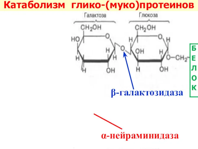 α-нейраминидаза β-галактозидаза Катаболизм глико-(муко)протеинов
