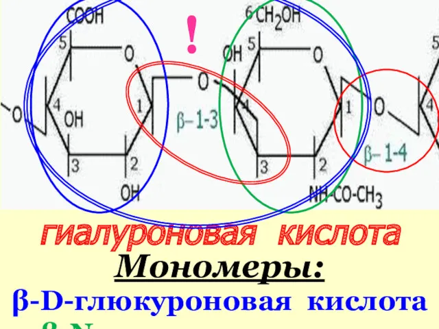 гиалуроновая кислота Мономеры: β-D-глюкуроновая кислота β-N-ацетилглюкозамин !