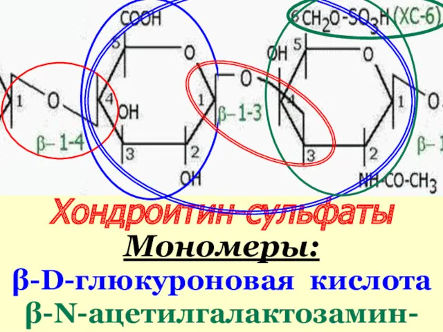 Хондроитин-сульфаты Мономеры: β-D-глюкуроновая кислота β-N-ацетилгалактозамин-сульфаты (4- или 6-)