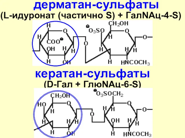 дерматан-сульфаты (L-идуронат (частично S) + ГалNAц-4-S) кератан-сульфаты (D-Гал + ГлюNАц-6-S)