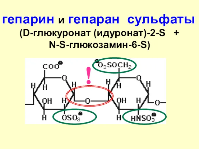 гепарин и гепаран сульфаты (D-глюкуронат (идуронат)-2-S + N-S-глюкозамин-6-S) !