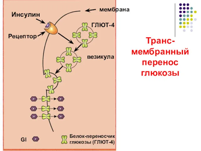 Транс-мембранный перенос глюкозы Gl Белок-переносчик глюкозы (ГЛЮТ-4) Инсулин Рецептор мембрана везикула ГЛЮТ-4