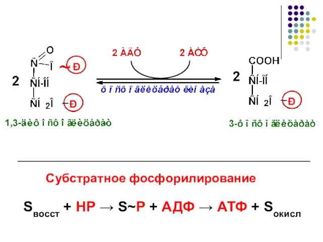 Sвосст + НР → S~P + АДФ → АТФ + Sокисл Субстратное фосфорилирование