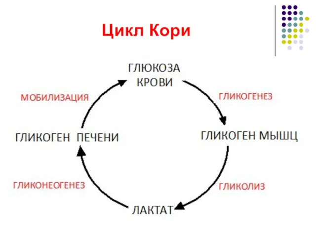 Цикл Кори