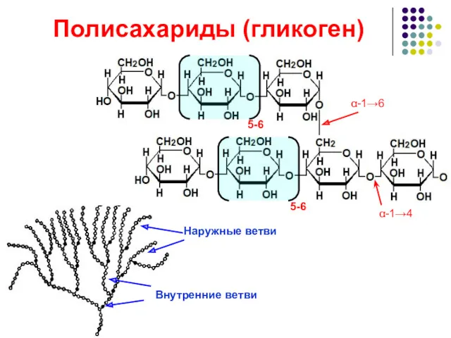 Полисахариды (гликоген) 5-6 5-6 α-1→4 α-1→6 Внутренние ветви Наружные ветви