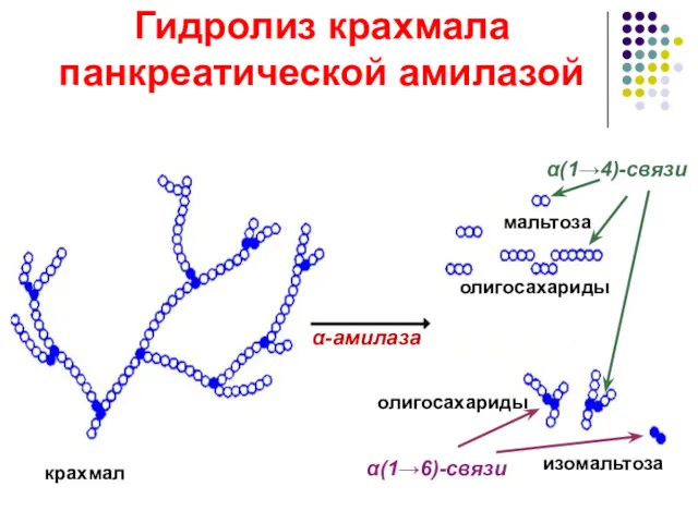 Гидролиз крахмала панкреатической амилазой крахмал α-амилаза олигосахариды мальтоза изомальтоза олигосахариды α(1→4)-связи α(1→6)-связи