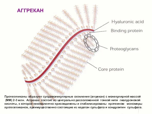 Протеогликаны образуют супрамолекулярные скопления (аггрекан) с молекулярной массой (ММ) 2-3