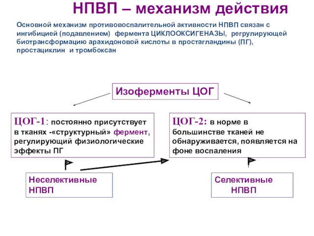 НПВП – механизм действия Изоферменты ЦОГ ЦОГ-1: постоянно присутствует в