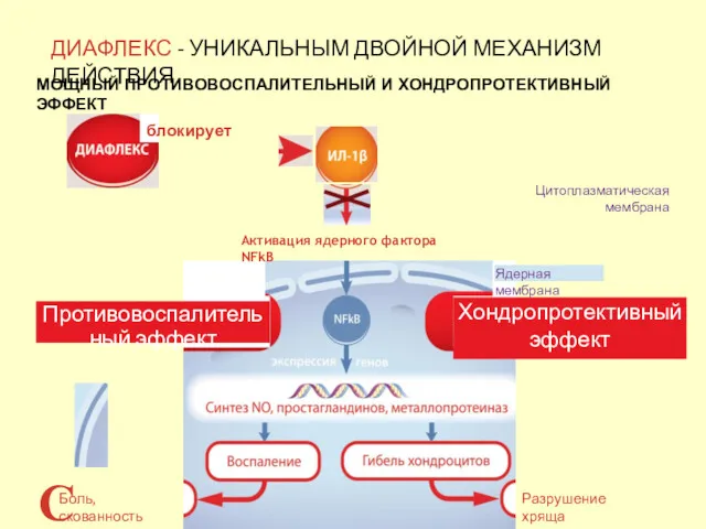 ДИАФЛЕКС - УНИКАЛЬНЫМ ДВОЙНОЙ МЕХАНИЗМ ДЕЙСТВИЯ МОЩНЫЙ ПРОТИВОВОСПАЛИТЕЛЬНЫЙ И ХОНДРОПРОТЕКТИВНЫЙ