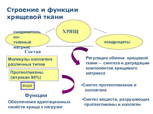 ХРЯЩ соединительно- тканный матрикс хондроциты Молекулы коллагена различных типов Протеогликаны