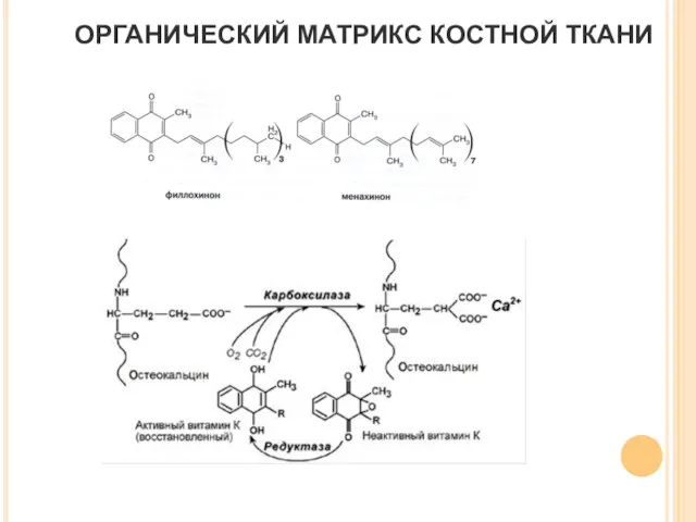 ОРГАНИЧЕСКИЙ МАТРИКС КОСТНОЙ ТКАНИ