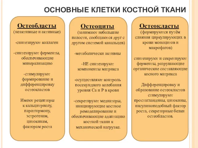 ОСНОВНЫЕ КЛЕТКИ КОСТНОЙ ТКАНИ (неактивные и активные) синтезируют коллаген синтезируют