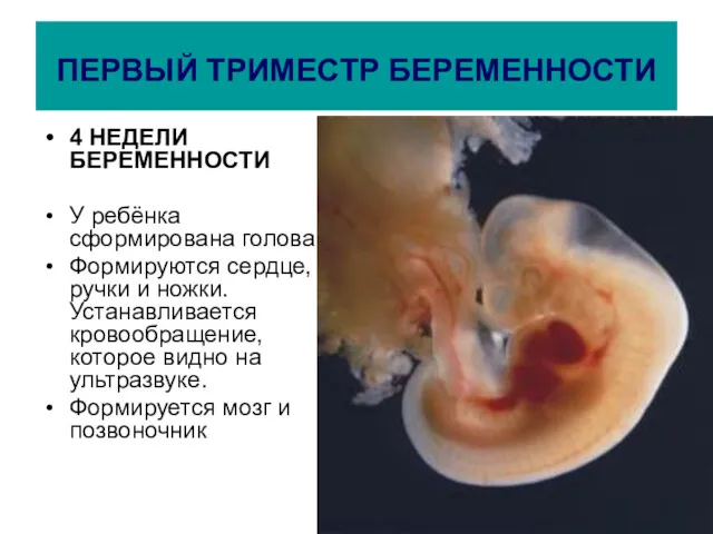 ПЕРВЫЙ ТРИМЕСТР БЕРЕМЕННОСТИ 4 НЕДЕЛИ БЕРЕМЕННОСТИ У ребёнка сформирована голова