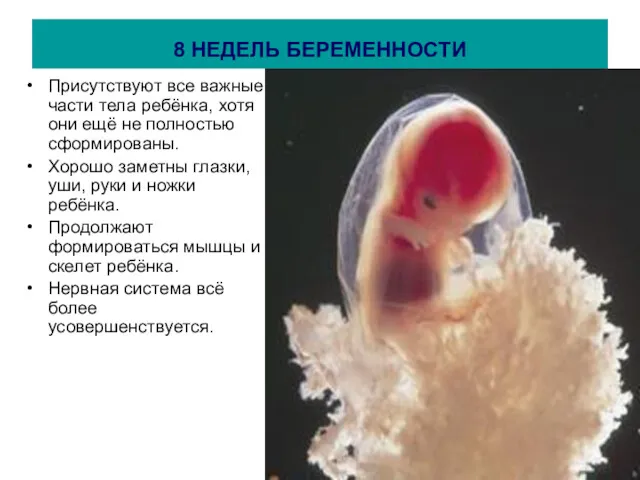 8 НЕДЕЛЬ БЕРЕМЕННОСТИ Присутствуют все важные части тела ребёнка, хотя