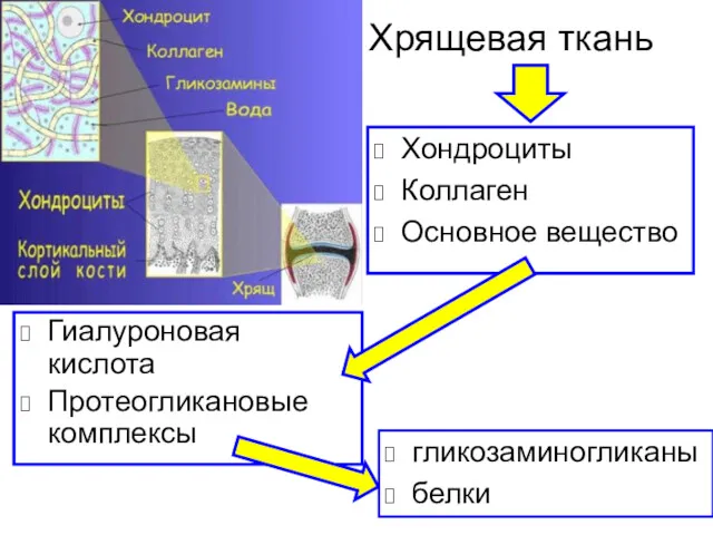 Хрящевая ткань Гиалуроновая кислота Протеогликановые комплексы Хондроциты Коллаген Основное вещество гликозаминогликаны белки