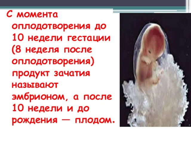 С момента оплодотворения до 10 недели гестации (8 неделя после