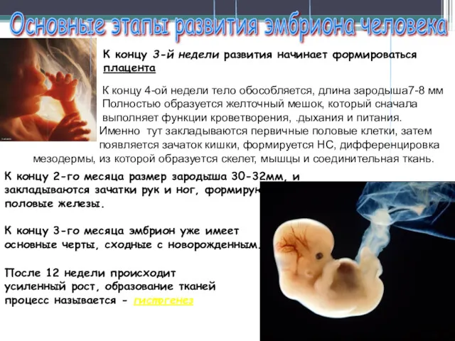 Основные этапы развития эмбриона человека К концу 4-ой недели тело