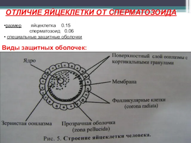 ОТЛИЧИЕ ЯЙЦЕКЛЕТКИ ОТ СПЕРМАТОЗОИДА размер яйцеклетка 0.15 сперматозоид 0.06 специальные защитные оболочки Виды защитных оболочек: