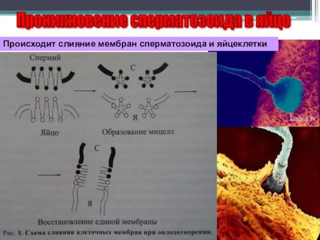 Проникновение сперматозоида в яйцо Происходит слияние мембран сперматозоида и яйцеклетки