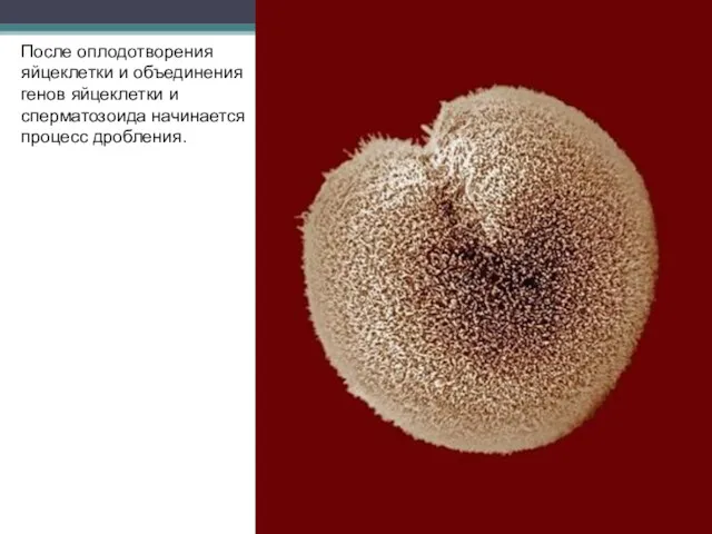 После оплодотворения яйцеклетки и объединения генов яйцеклетки и сперматозоида начинается процесс дробления.