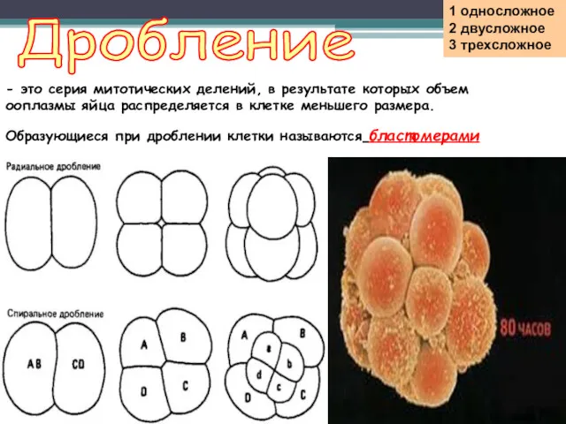 1 односложное 2 двусложное 3 трехсложное Дробление - это серия