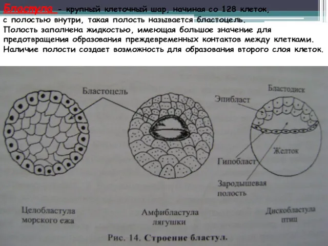 Бластула - крупный клеточный шар, начиная со 128 клеток, с