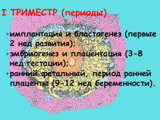 I ТРИМЕСТР (периоды) имплантация и бластогенез (первые 2 нед развития);