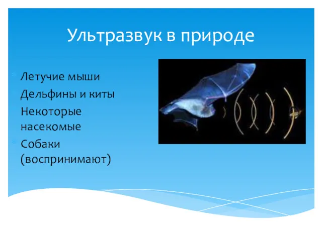 Ультразвук в природе Летучие мыши Дельфины и киты Некоторые насекомые Собаки (воспринимают)