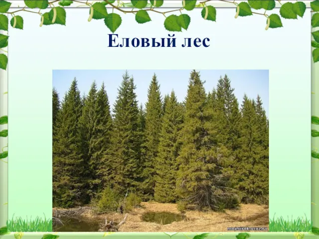 Еловый лес