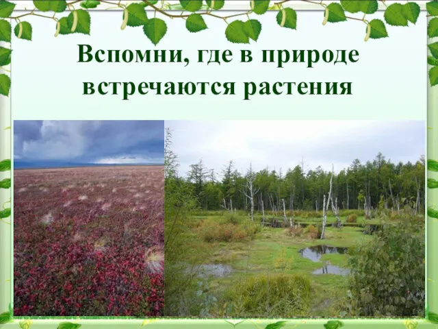 Вспомни, где в природе встречаются растения