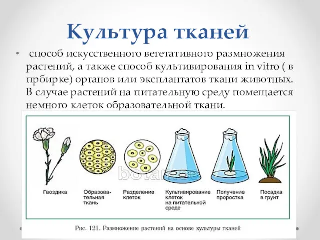 Культура тканей способ искусственного вегетативного размножения растений, а также способ