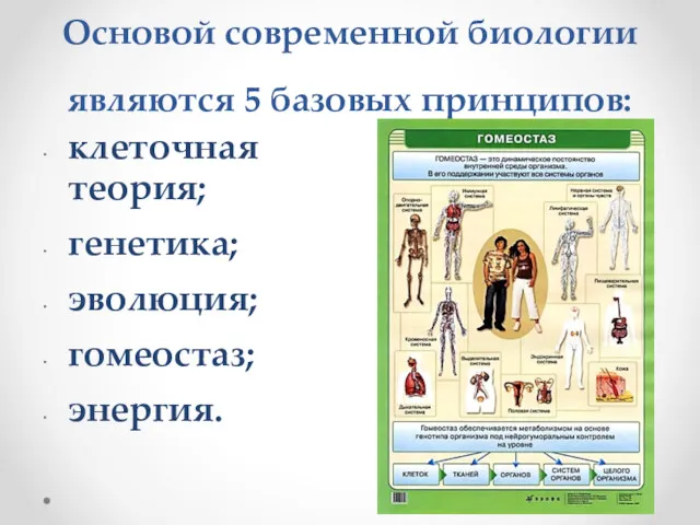 Основой современной биологии являются 5 базовых принципов: клеточная теория; генетика; эволюция; гомеостаз; энергия.