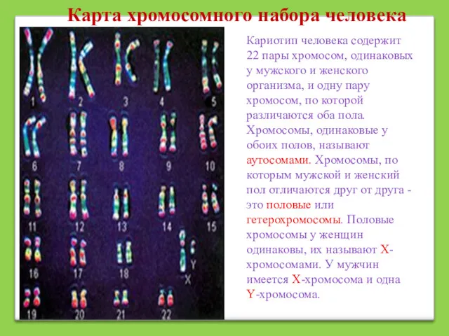 Кариотип человека содержит 22 пары хромосом, одинаковых у мужского и