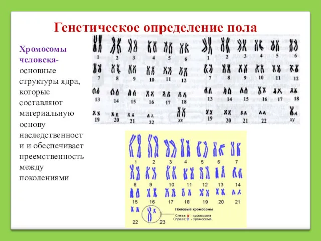 Генетическое определение пола Хромосомы человека- основные структуры ядра, которые составляют