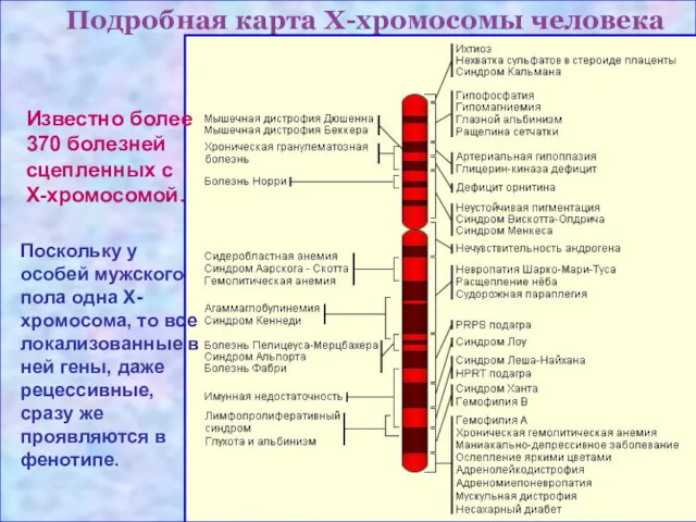 Подробная карта Х-хромосомы человека Известно более 370 болезней сцепленных с