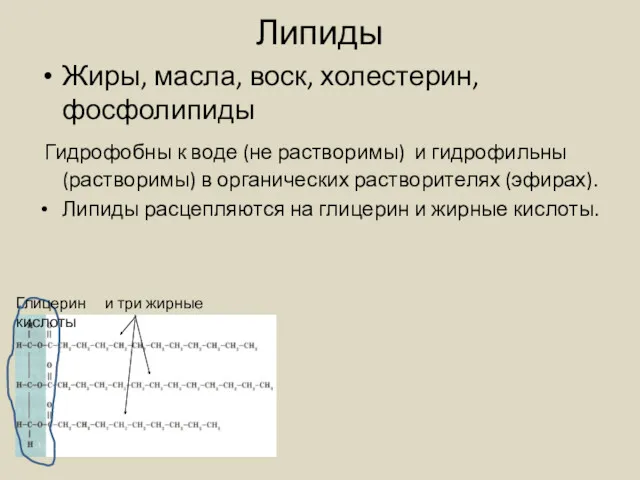 Липиды Жиры, масла, воск, холестерин, фосфолипиды Гидрофобны к воде (не