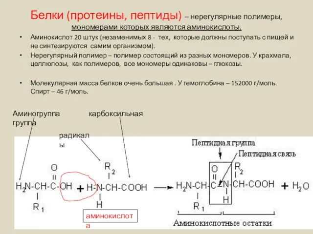 Белки (протеины, пептиды) – нерегулярные полимеры, мономерами которых являются аминокислоты.