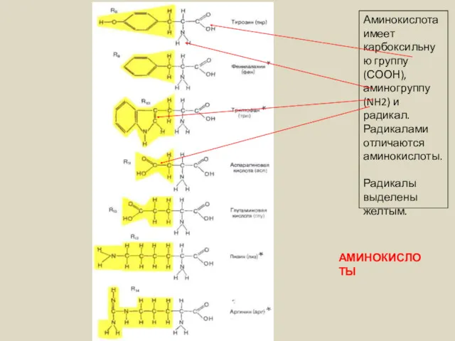 Аминокислота имеет карбоксильную группу (СООН), аминогруппу (NH2) и радикал. Радикалами отличаются аминокислоты. Радикалы выделены желтым. АМИНОКИСЛОТЫ