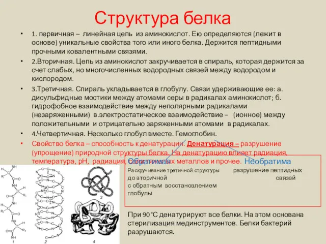 Структура белка 1. первичная – линейная цепь из аминокислот. Ею