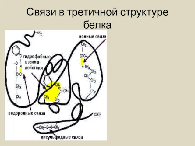 Связи в третичной структуре белка