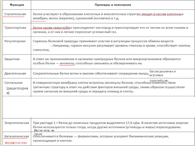 ферментативная (рецепторная) (белки тела, не пищи) Блл Белки ресничек и жгутиков простейших.