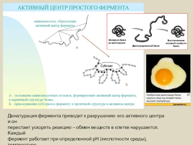 Денатурация фермента приводит к разрушению его активного центра и он