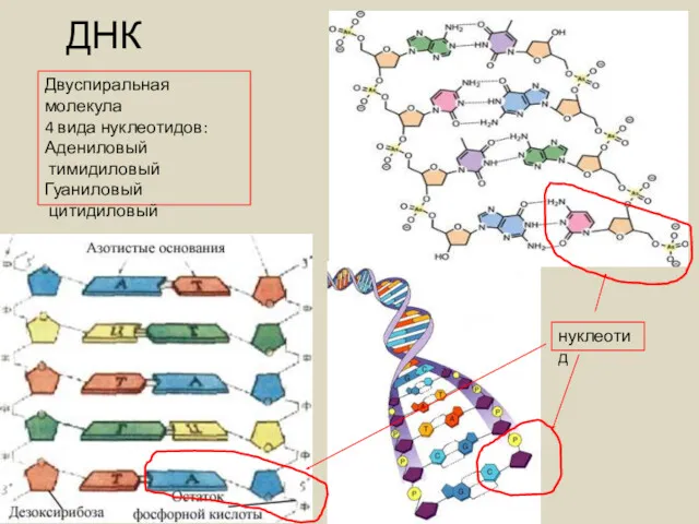 ДНК Двуспиральная молекула 4 вида нуклеотидов: Адениловый тимидиловый Гуаниловый цитидиловый нуклеотид
