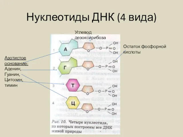 Нуклеотиды ДНК (4 вида) Азотистое основание: Аденин, Гуанин, Цитозин, тимин Углевод дезоксирибоза Остаток фосфорной кислоты