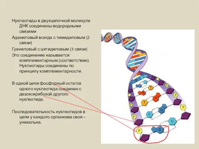 Нуклеотиды в двухцепочной молекуле ДНК соединены водородными связями Адениловый всегда